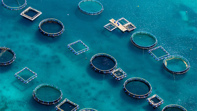 aquaculture en pleine mer 