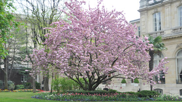 Cerisier japonais en fleur du jardin de la Présidence
