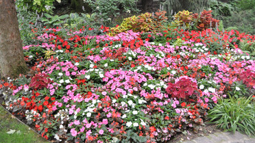 Jardin de la Présidence : massif de fleurs