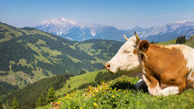 Vache dans les montagnes